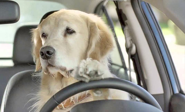 dog driving car